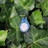Embroidered Jewel Brooch Medium Totoro - My Neighbor Totoro