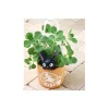 Planter Jiji -Kiki'S Delivery Service